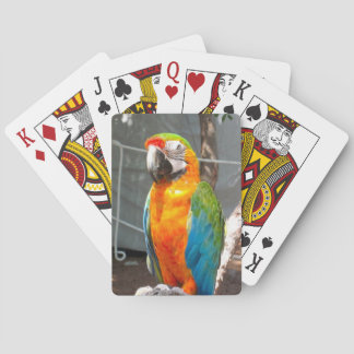 Parrot, playing cards, nature, birds poker cards