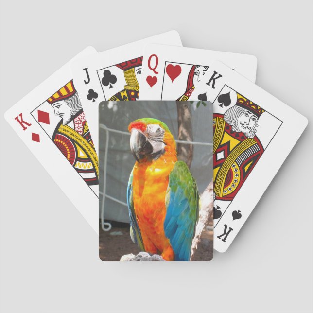 Parrot, playing cards, nature, birds poker cards (Back)