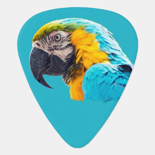 Parrot portrait on a turquoise background guitar pick