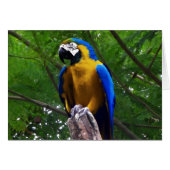 Parrot Pose ~ Card (Front Horizontal)