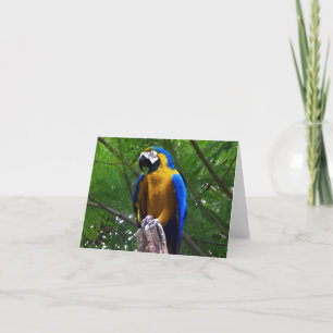 Parrot Pose ~ Card / Invitations