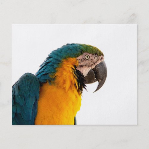Parrot Post_it Notes Flyer