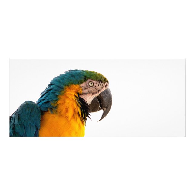 Parrot Post-it Notes Rack Card (Front)