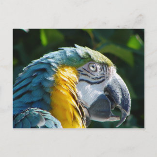 Parrot Postcard
