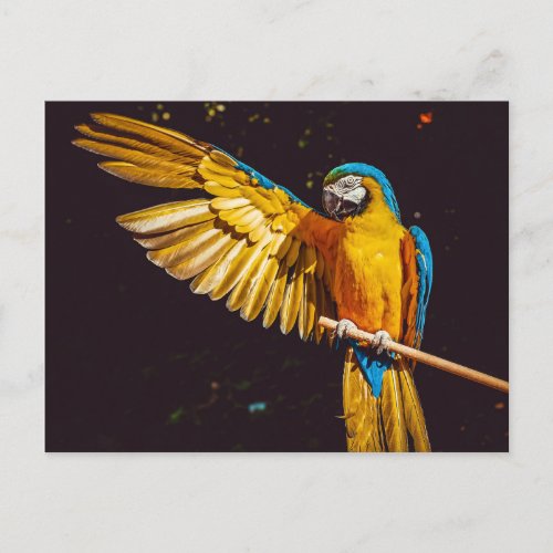 Parrot Postcard