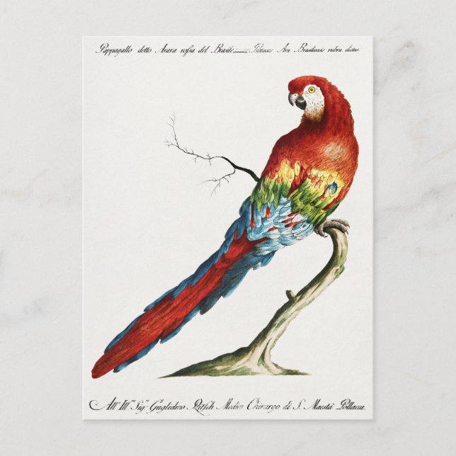 Parrot  postcard (Front)