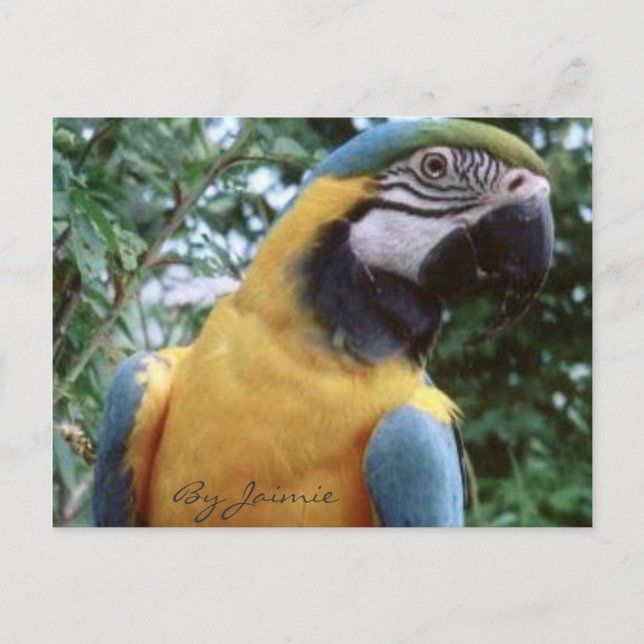 Parrot Postcard (Front)