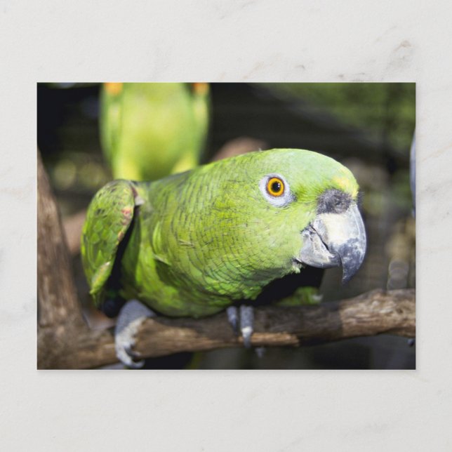 Parrot Postcard (Front)