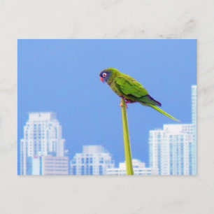 ~Parrot~ POSTCARD, CUSTOMIZE Postcard