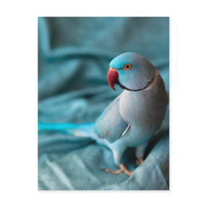 parrot postcards