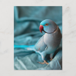 parrot postcards