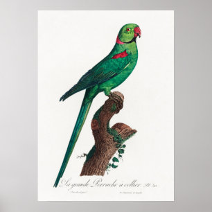 Parrot Poster