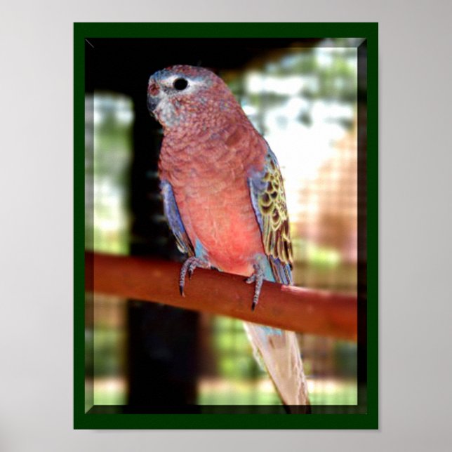 Parrot Poster (Front)