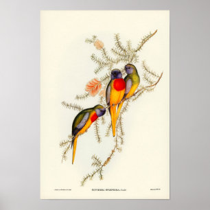 Parrot Poster
