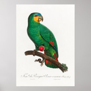 Parrot Poster