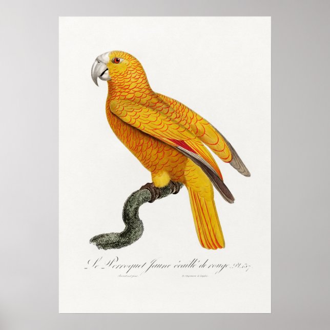 Parrot Poster (Front)