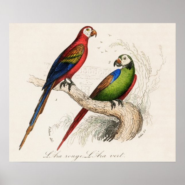 Parrot Poster (Front)