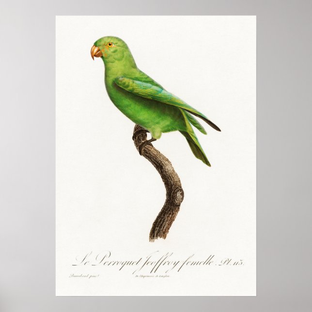 Parrot Poster (Front)