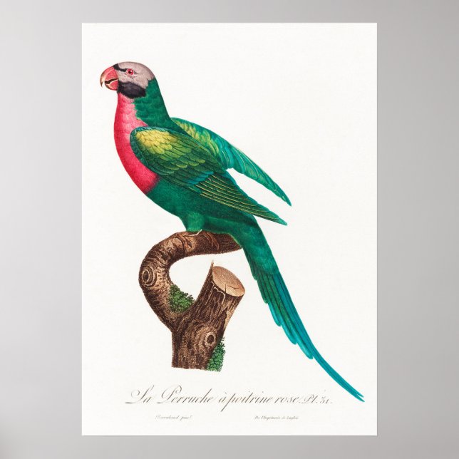 Parrot Poster (Front)