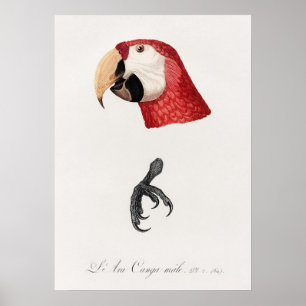 Parrot Poster