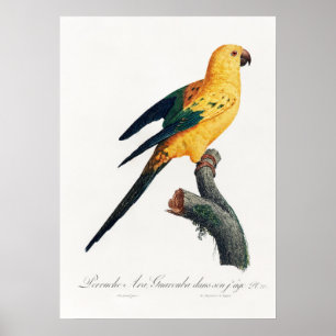 Parrot Poster
