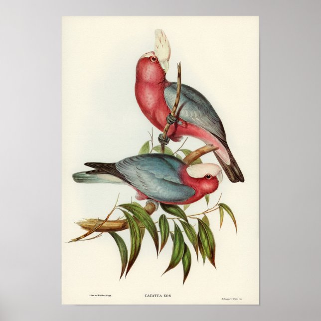 Parrot Poster (Front)