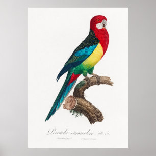 Parrot Poster
