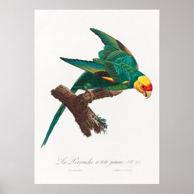 Parrot Poster (Front)