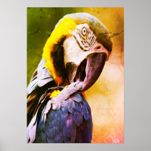 Parrot Poster