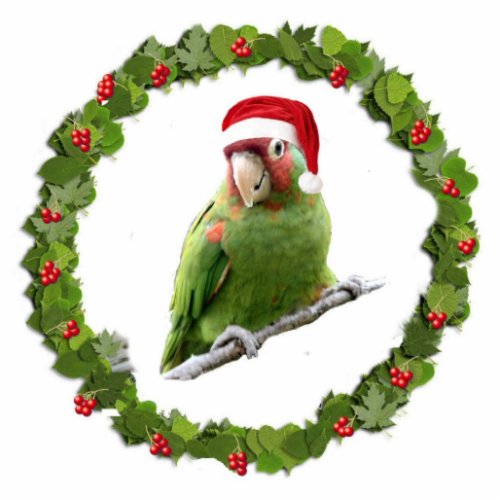 Parrot Santa Cutout