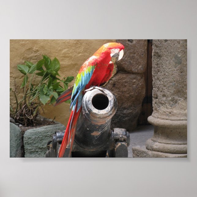 Parrot Sitting On Cannon Poster (Front)