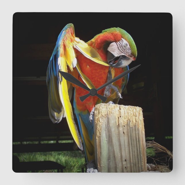 parrot square wall clock (Front)