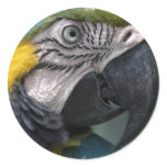 Parrot Sticker