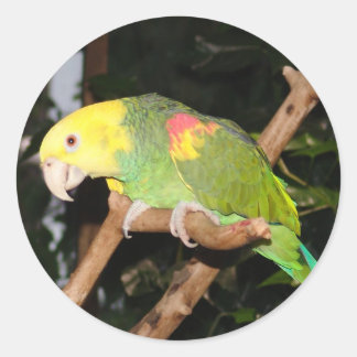 Parrot sticker