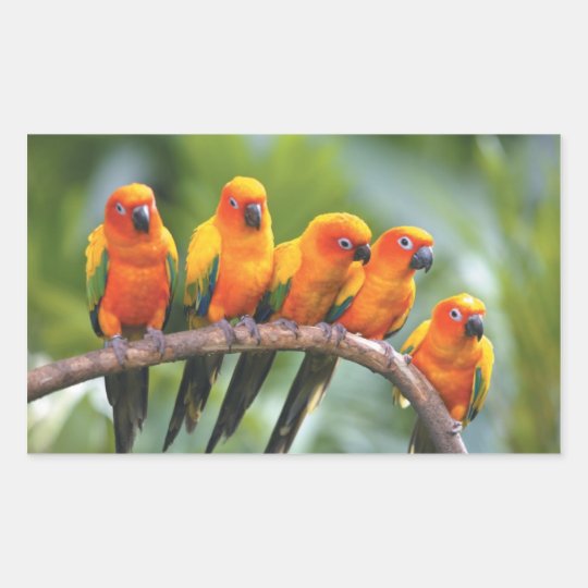 parrot sticker 3
