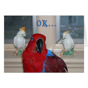 Parrot Themed Cards