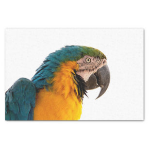Parrot   tissue paper