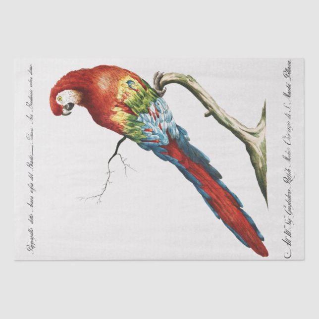 Parrot Tropical Bird Decoupage Decoupaging Tissue Paper (Front)