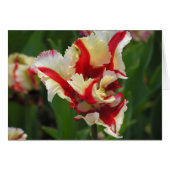 Parrot tulip card (blank) (Front Horizontal)