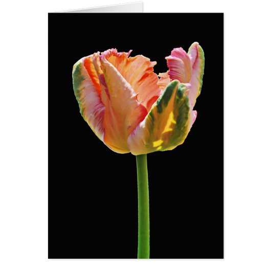Parrot Tulip Cards (Front)
