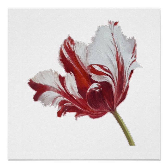 Parrot Tulip Fine Art Print (Front)