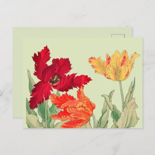 Parrot tulip Floral Postcard