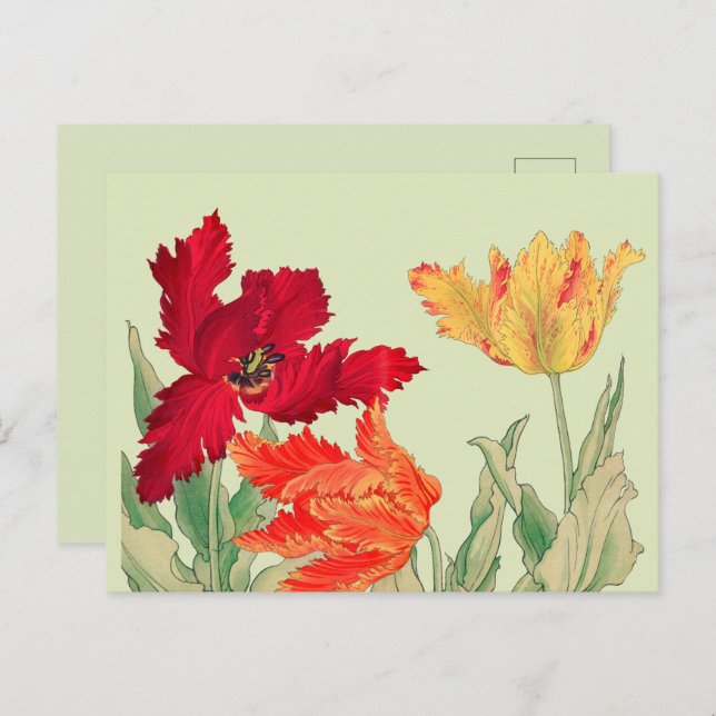 Parrot tulip, Floral Postcard (Front/Back)