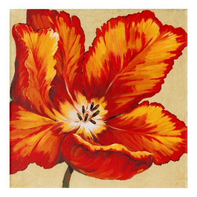 Parrot Tulip I Acrylic Print (Front)