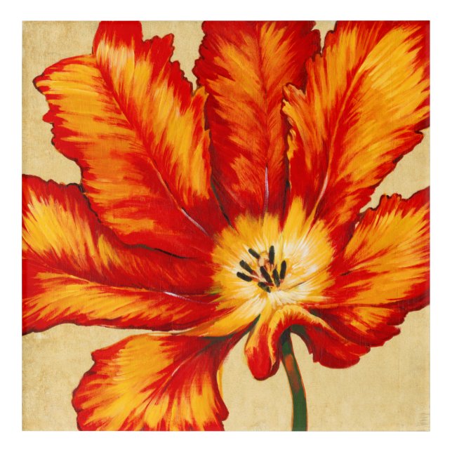 Parrot Tulip II Acrylic Print (Front)