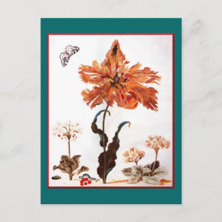 Parrot Tulip Postcard