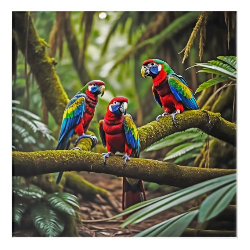 Parrot Ucamayo  Acrylic Print
