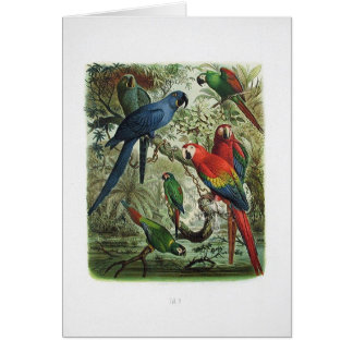 parrot, vintage, print collection, 1848 cards
