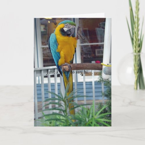 Parrot Waving Hello Card_ Just a note to say hi Card