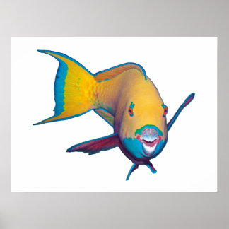 Parrotfish - Abstract Design - Cut out of photo |  Poster